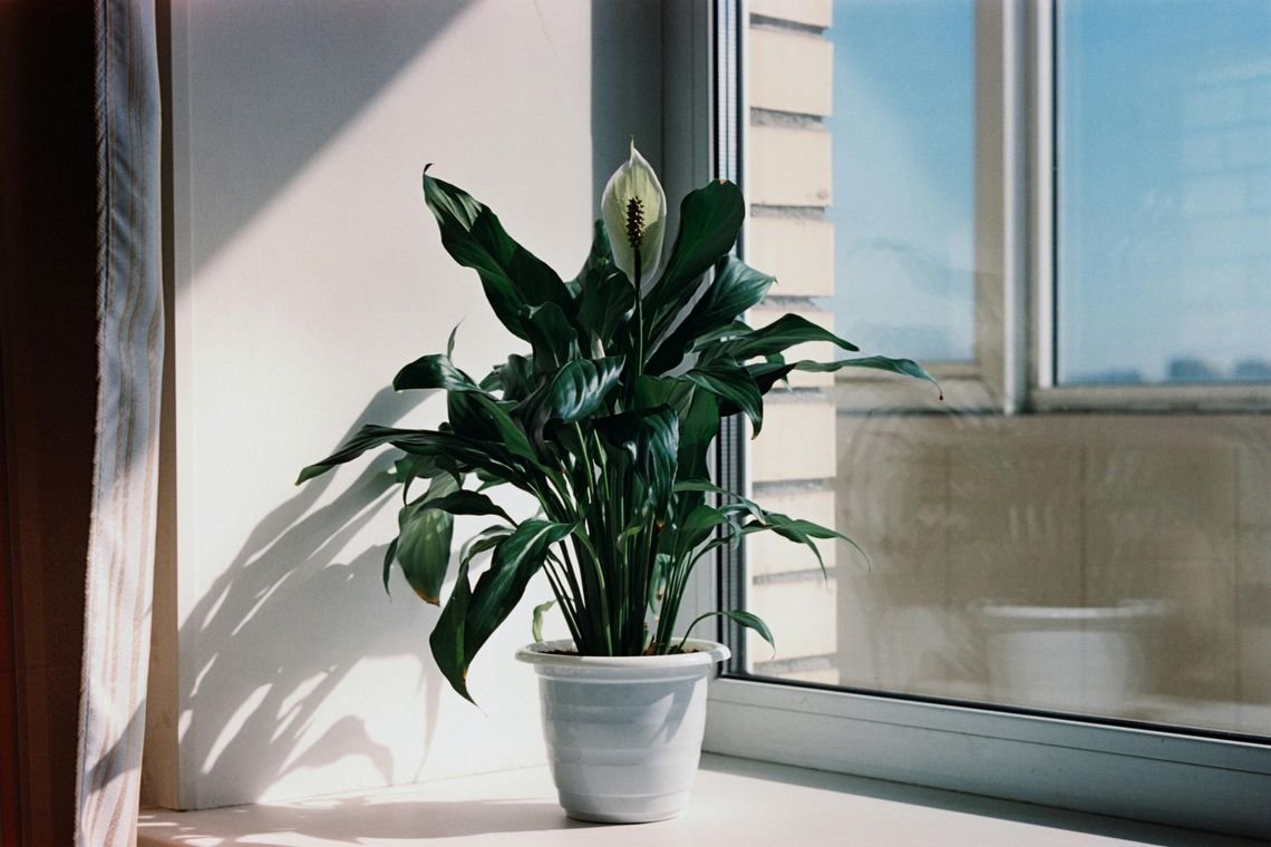plant-img